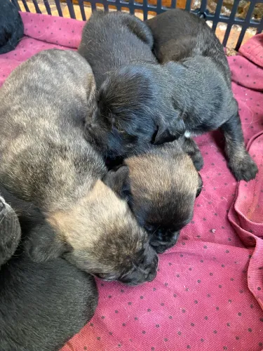 Doação de filhotes cachorro