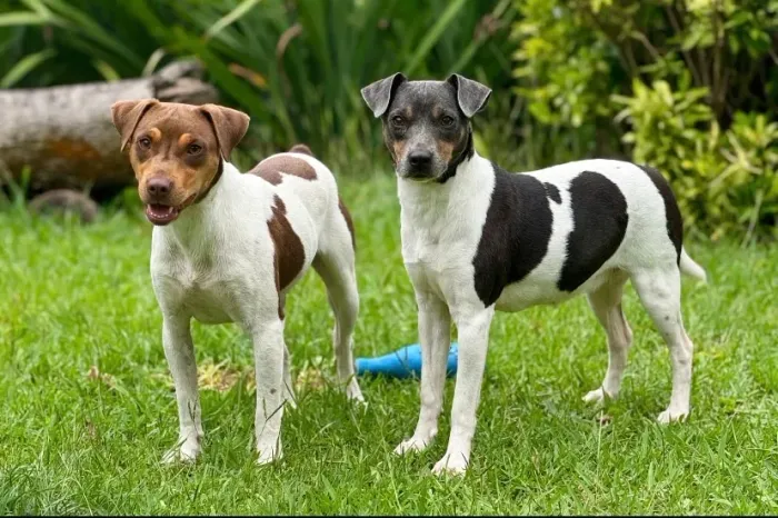 FILHOTES TERRIER BRASILEIRO COM PEDIGREE
