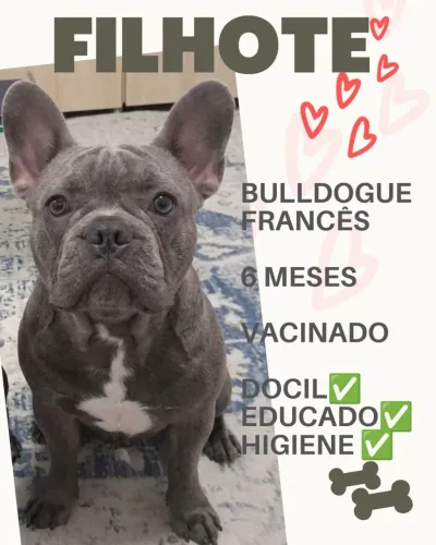 Bulldogue Francês - Cor Cinza - 6 meses