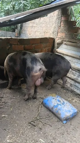 Porco CACHAÇO  Piau 