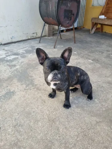 Bulldog Francês 