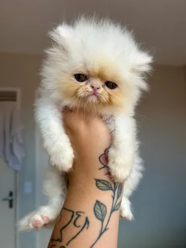 Gato persa 