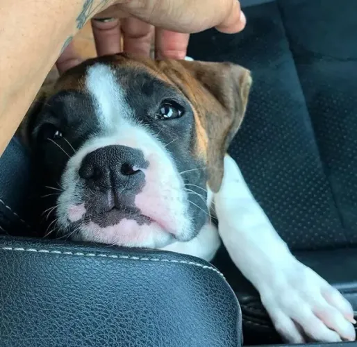 Boxer Alegria que encontra espaço no dia
