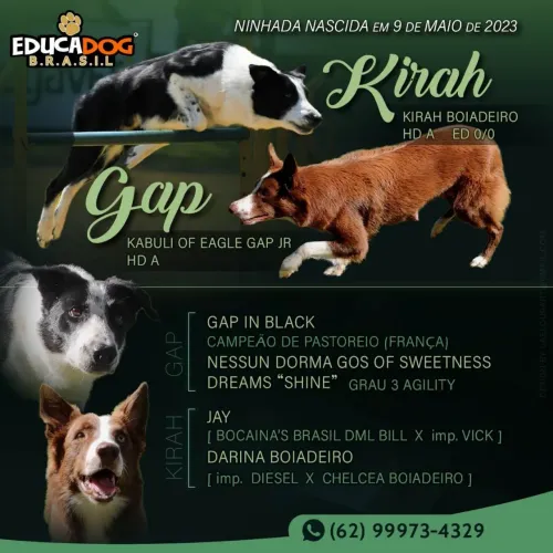 Filhote de Border Collie