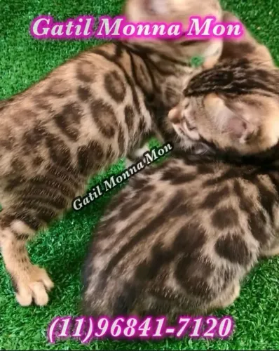 Bengal Macho e Fêmea direto do Gatil, adquira sem medo, tenho referências