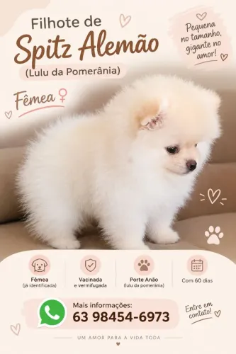 Filhotes Spitz Alemão Lulu Fêmea