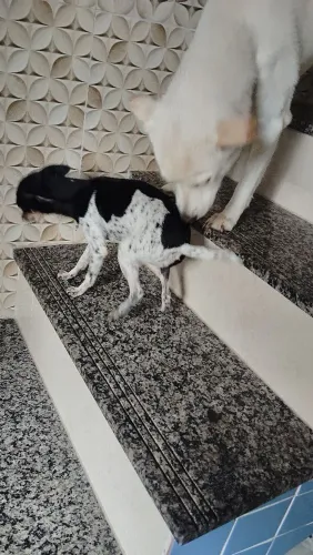 Pinscher Fêmea 