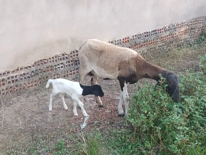Ovelha mestiça de Santa Inês com Dorper parida de fêmea. Oportunidade com fêmea ao pé.