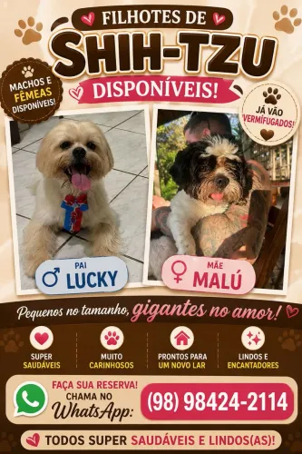 Filhotes de Shih Tzu- Puros