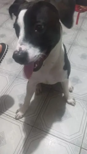 Doação de cachorro pit Bull misturado com vira lata 