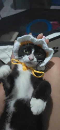 GATA 5 MESES - DOAÇÃO RESPONSÁVEL