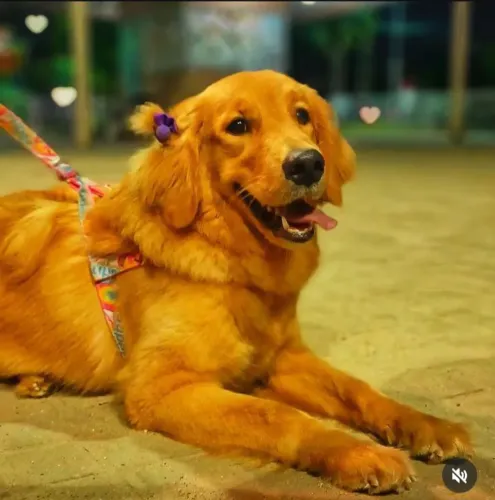 Golden Retriever