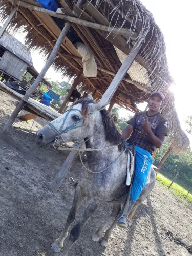 Vaqueiro disponível 