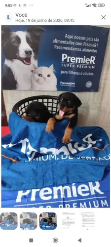 Rottweiler
