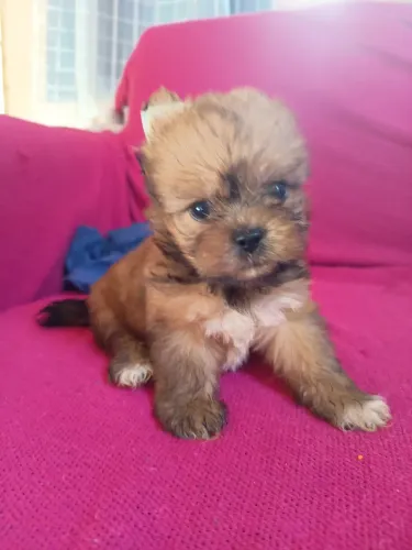 Vendo uma fêmea shihtzu com yorkshire tirrer 