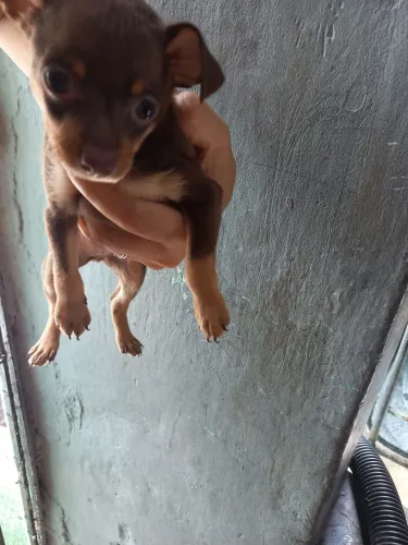 Pincher marrom 0 macho disponível 
