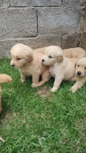 Filhote de golden retriever o companheiro que faz cada dia ser mais especial