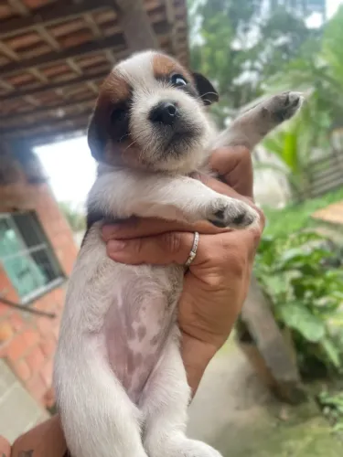Cachorrinhos misturados