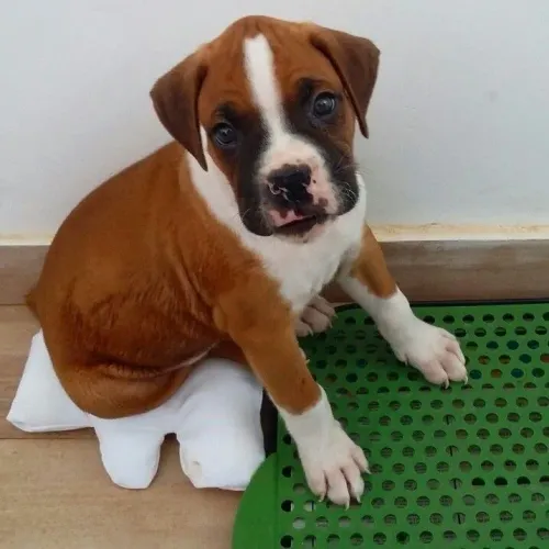 Filhotes De Boxer - Encantadores Esperando Um Lar Cheio De Amor 