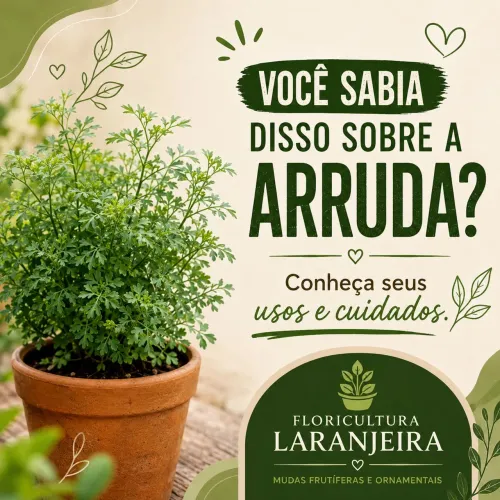 Planta Arruda