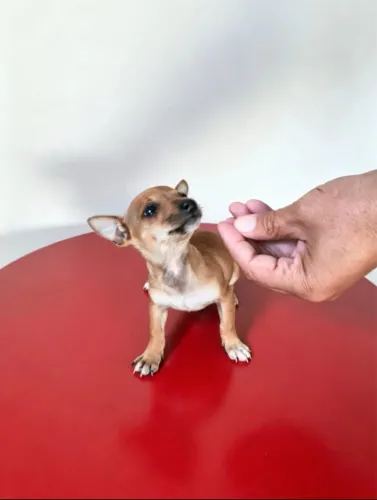 Pinscher 