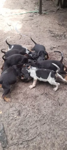 Cachorros fox americano com fino colombiano 