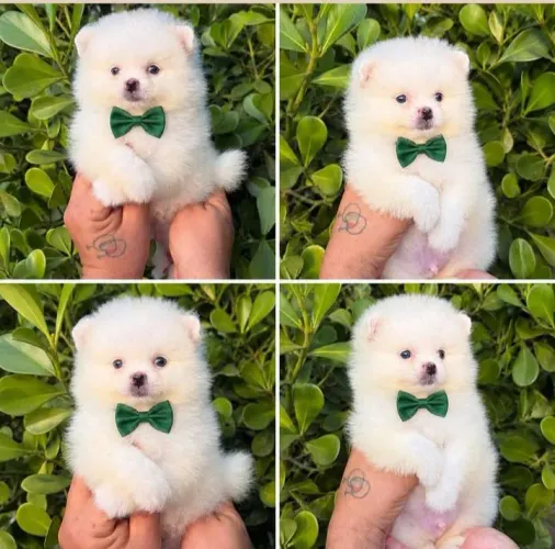 Lulu da pomerania 