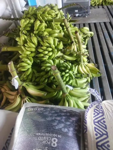 Vende-se banana parcovan natural e banana maçã