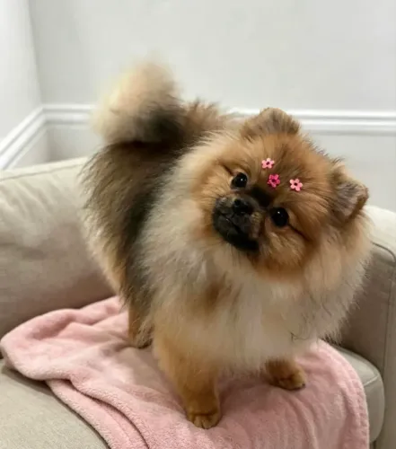 Spitz alemão fêmea anã ursinha