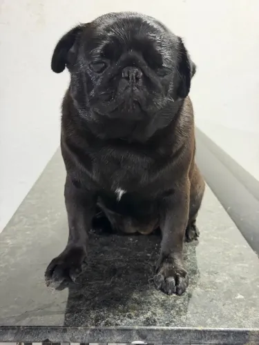 Cachorro