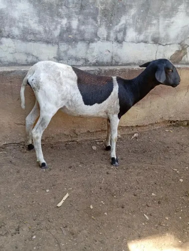 Vendo ovelha