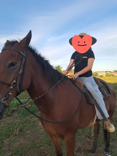 Vendo Cavalo