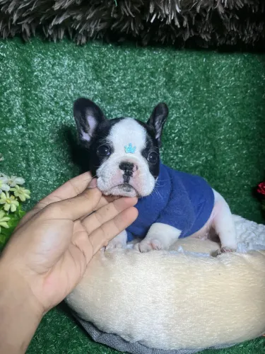 FILHOTE BULDOGUE FRANCÊS 