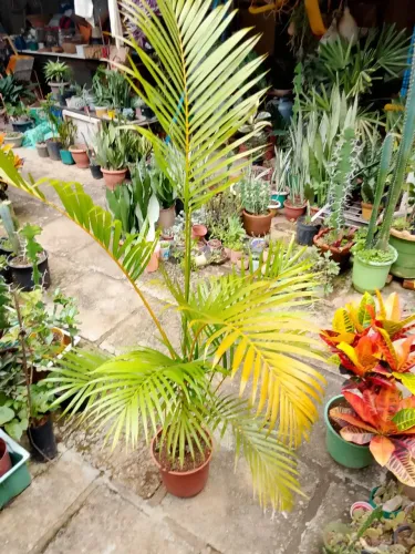 Areca bambu 1,5 metro