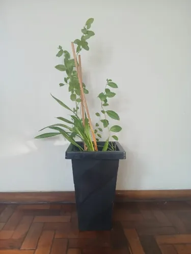 vazo - planta - comigo ninguém pode - com terra