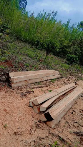Estacas de eucalipto (lascas)