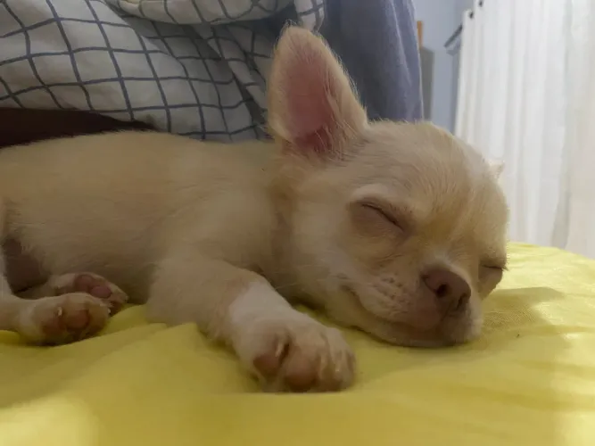 Chihuahua pelo longo
