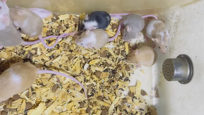 Camundongo e topodongo ratinhos 