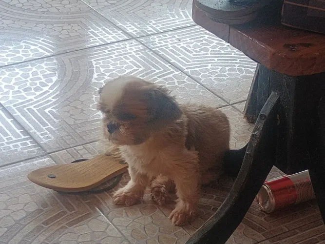 Vende-se uma cachorra shih Tzu