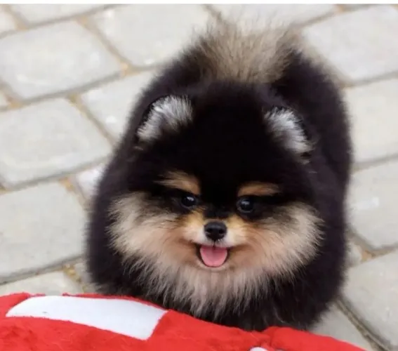 Spitz alemão fêmea