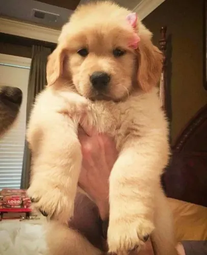 Golden Retriever - Filhotes Encantadores