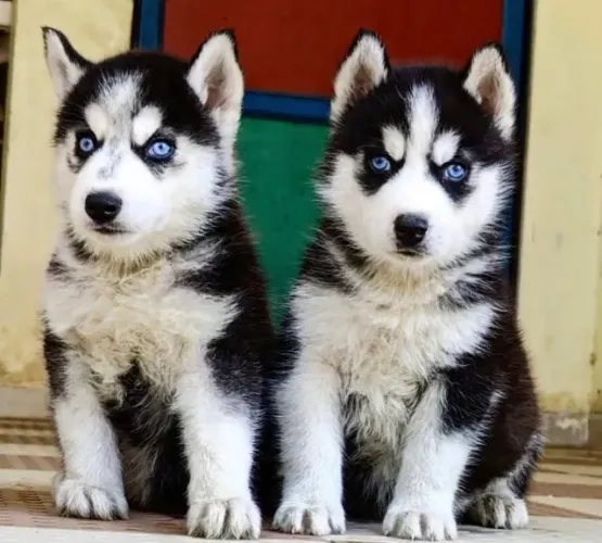 Husky Siberiano Macho com Pedigree - Forte, Ativo e de Espírito Aventureiro