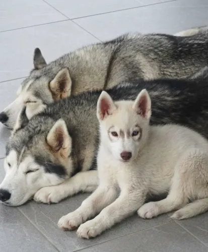 Filhotes de Husky Siberiano
