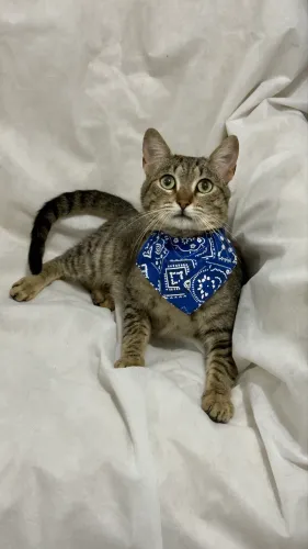 Gatinho para doação responsável