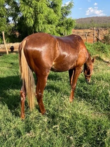 Vende-SE POTRO QM