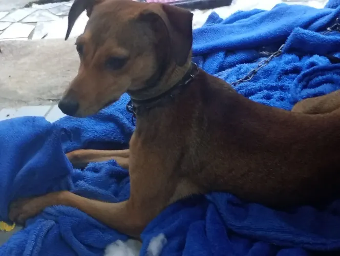 Doação!! Estou doando essa cachorrinha fêmea raciada com Pincher 