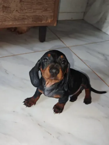 Lindo macho de cofap, salsicha, dascheshund , para venda 