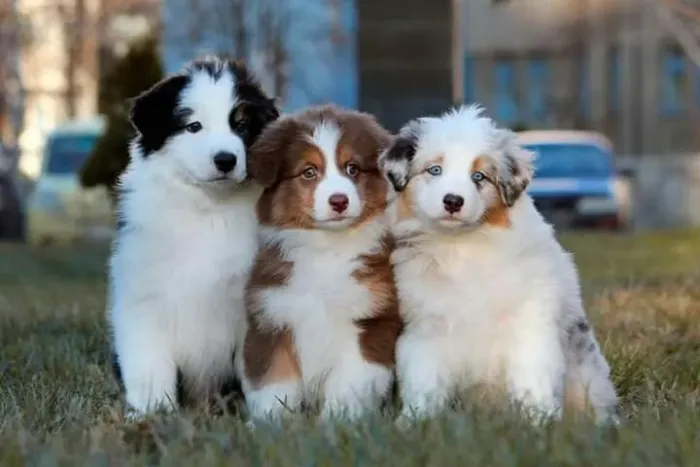 Border collie a pronta entrega