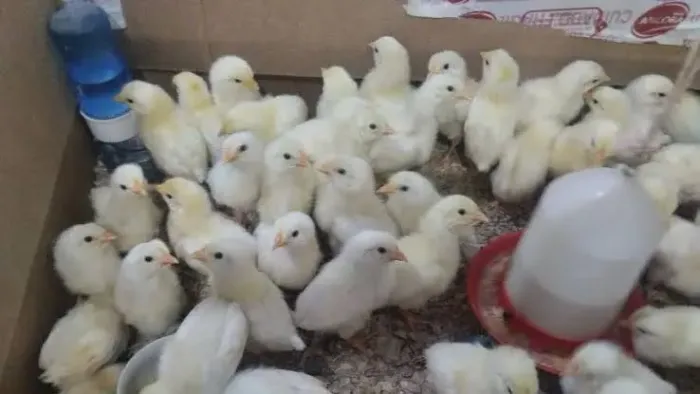 Pintinhos caipira legorne