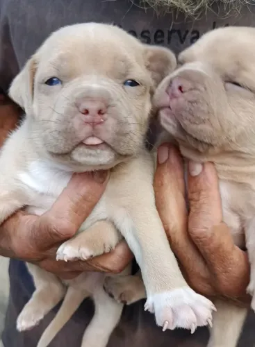 CACHORROS AMERICAN BULLY POCHET 